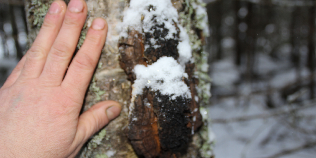 ЗАБЫТЫЙ АРОМАТ ИЗ ДЕТСТВА: ПОЧЕМУ Я ДОБАВЛЯЮ ЭТОТ ДАЧНЫЙ ЛИСТ В СВОЙ ЛЕСНОЙ НАПИТОК?