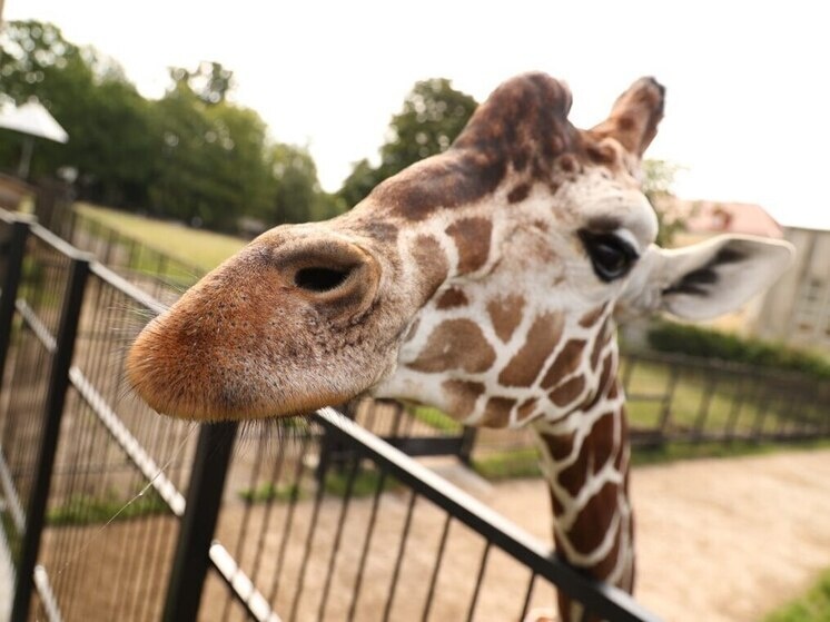     Фото: телеграм-канал администрации Калининграда.