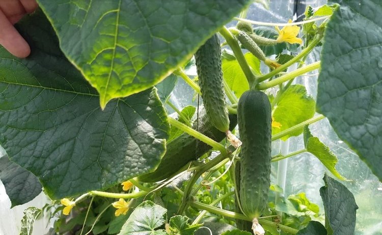 Дачное овощеводство-2026: в тренде экономия и полезные урожаи