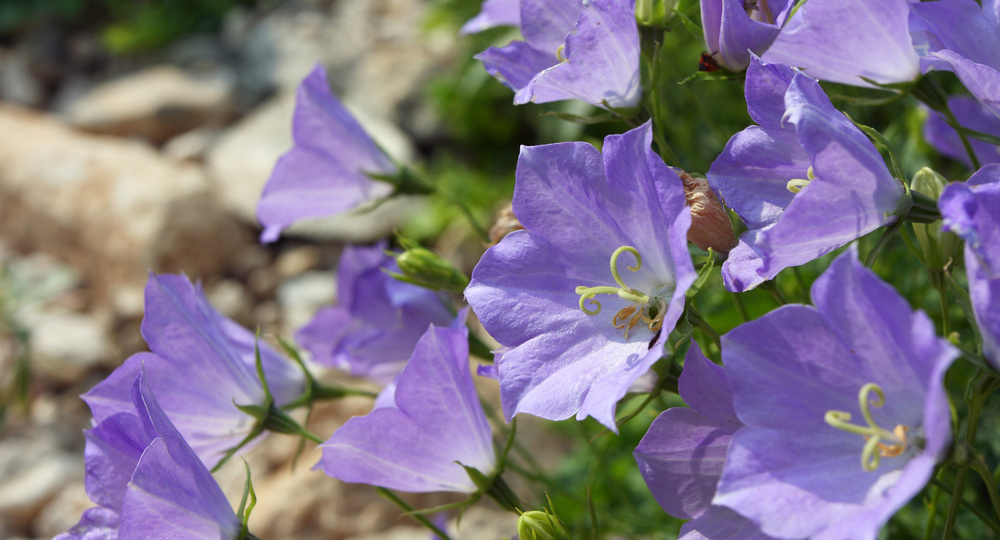 Какие цветы нужно сеять на рассаду в январе