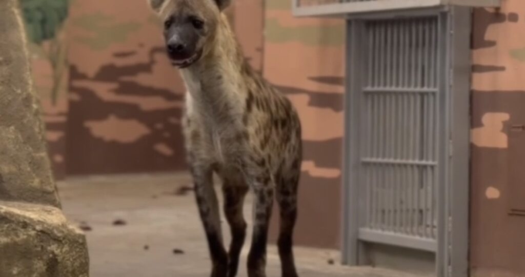 В Пермский зоопарк переехали новые животные