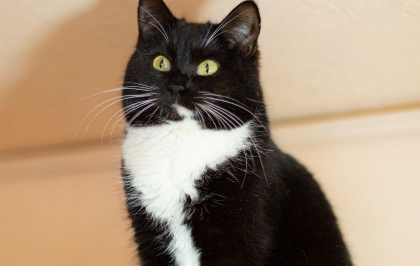 Белые носочки у кошек - не случайность.