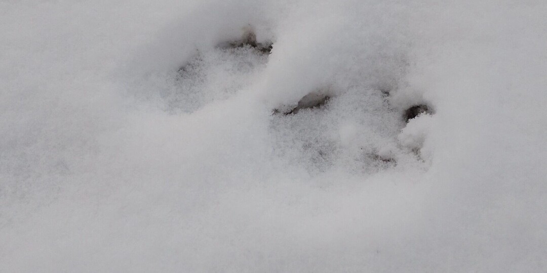 Волки вышли к жителям села в Карелии