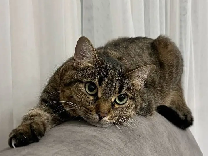 Странная кличка