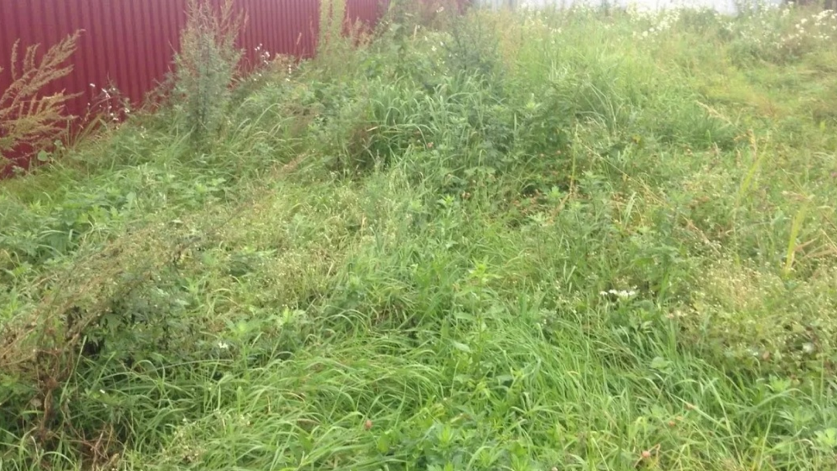 Мой участок до обработки - сплошной ковер из ползучего пырея без просветов