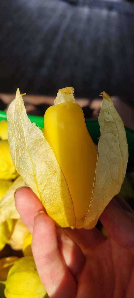 Сорт королева Малиналько