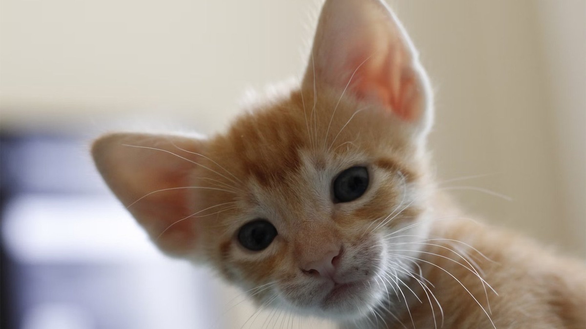    Котята могут казаться старнными, будто они с другой планеты