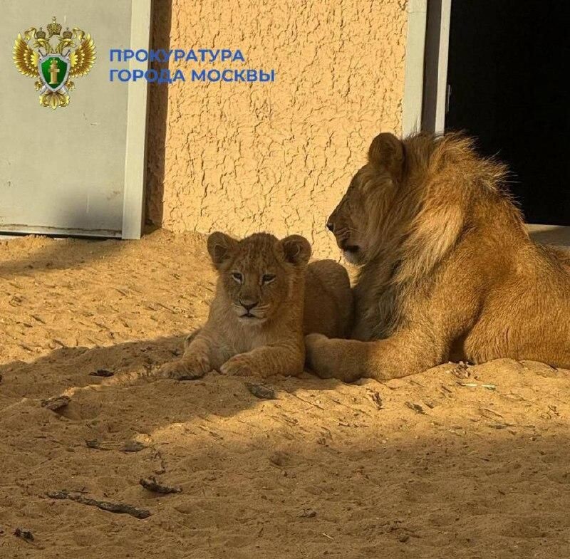     прокуратура Москвы / Telegram