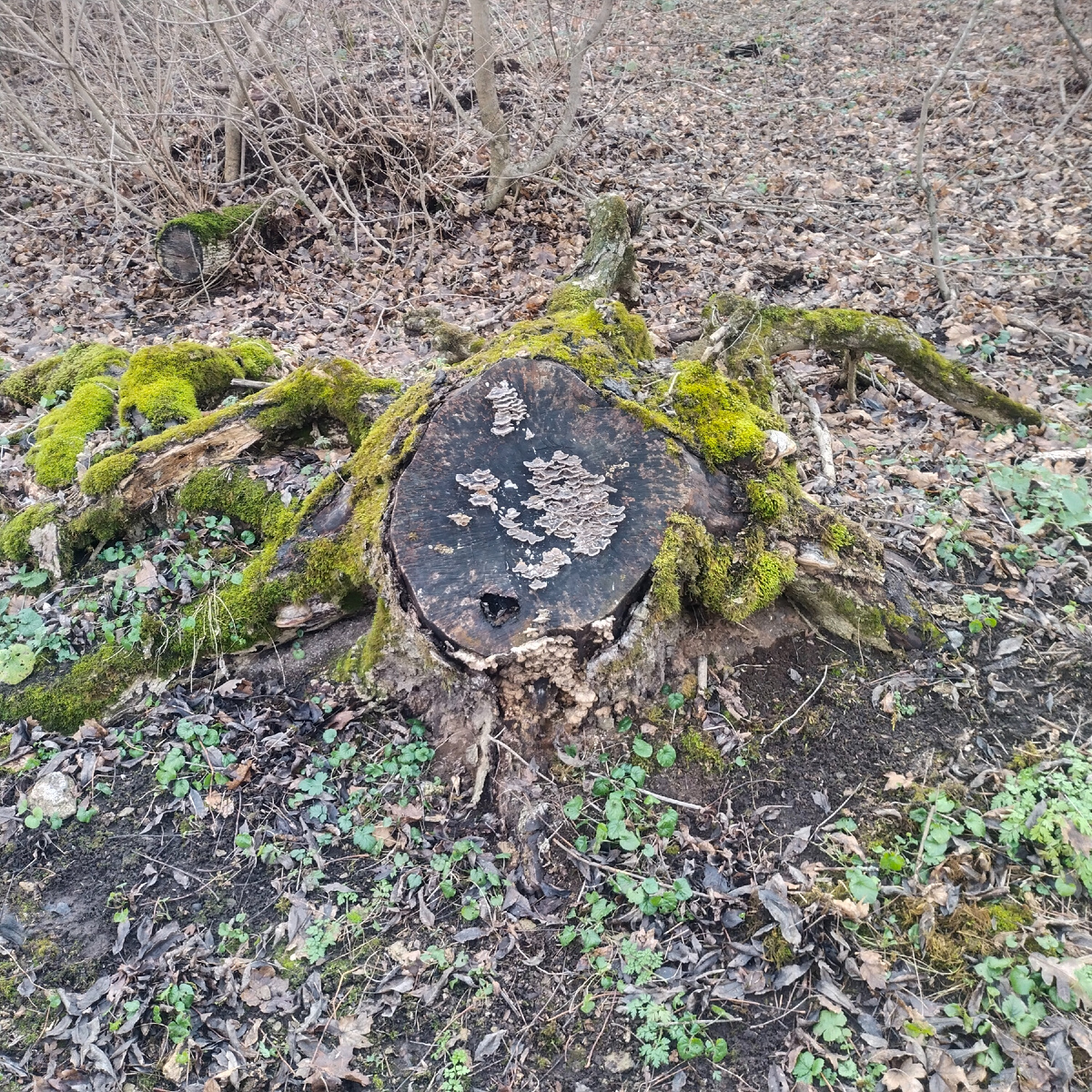 Блин замшелый. Похоже?