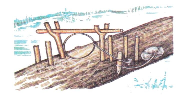 Мост на соболя, куницу, установленна петля на бревне через ручей!