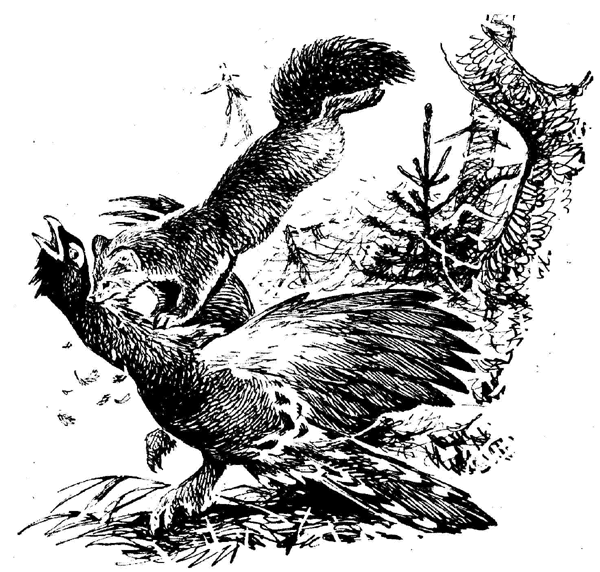 Рисунок из книги (Записки охотника натуралиста Черкасов А.А.)