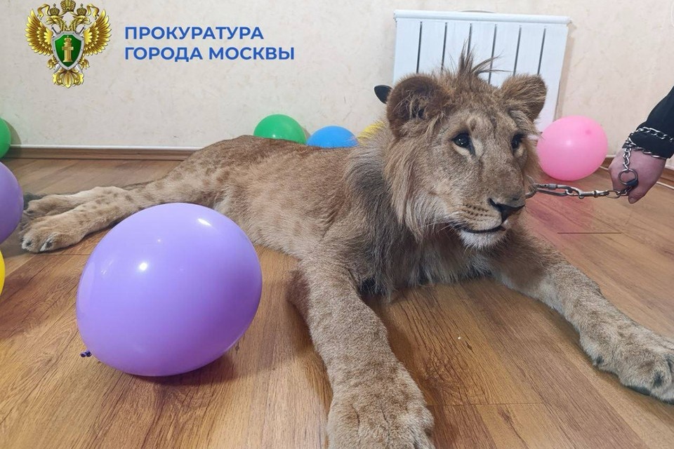    Против владелицы львят возбудили дело за фотосессии животных по всей России. Фото: Прокуратура города Москвы