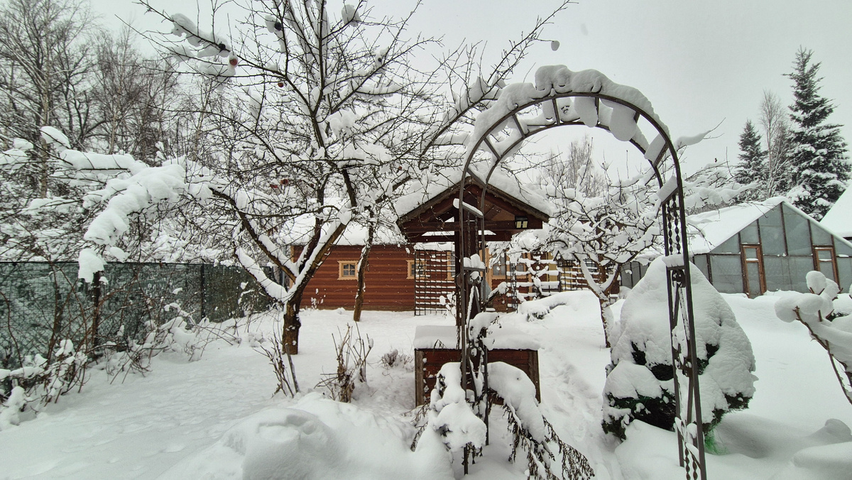 сад в снегу.
