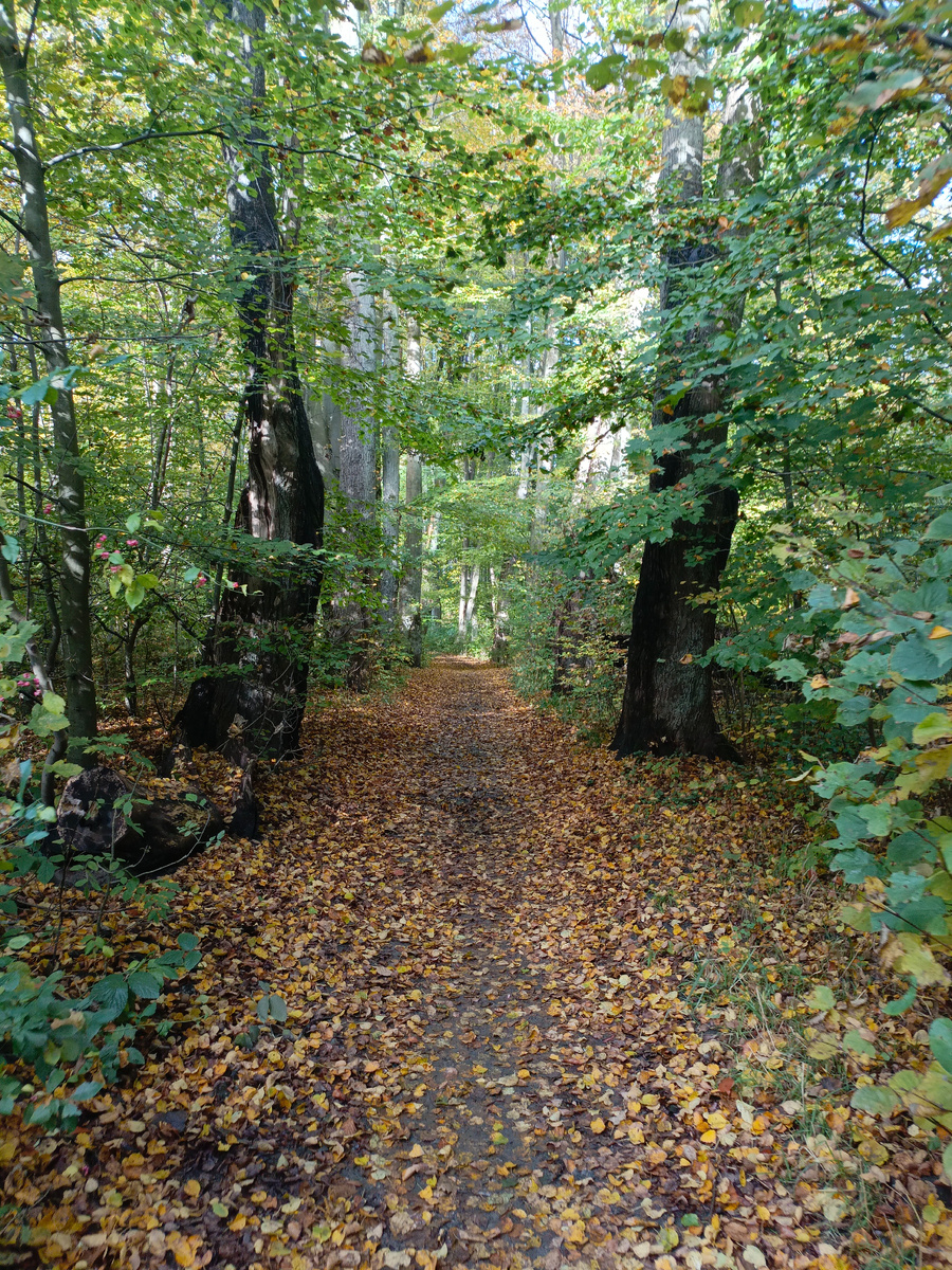Вход в лес недалеко от ЖД путей, живописная тропа