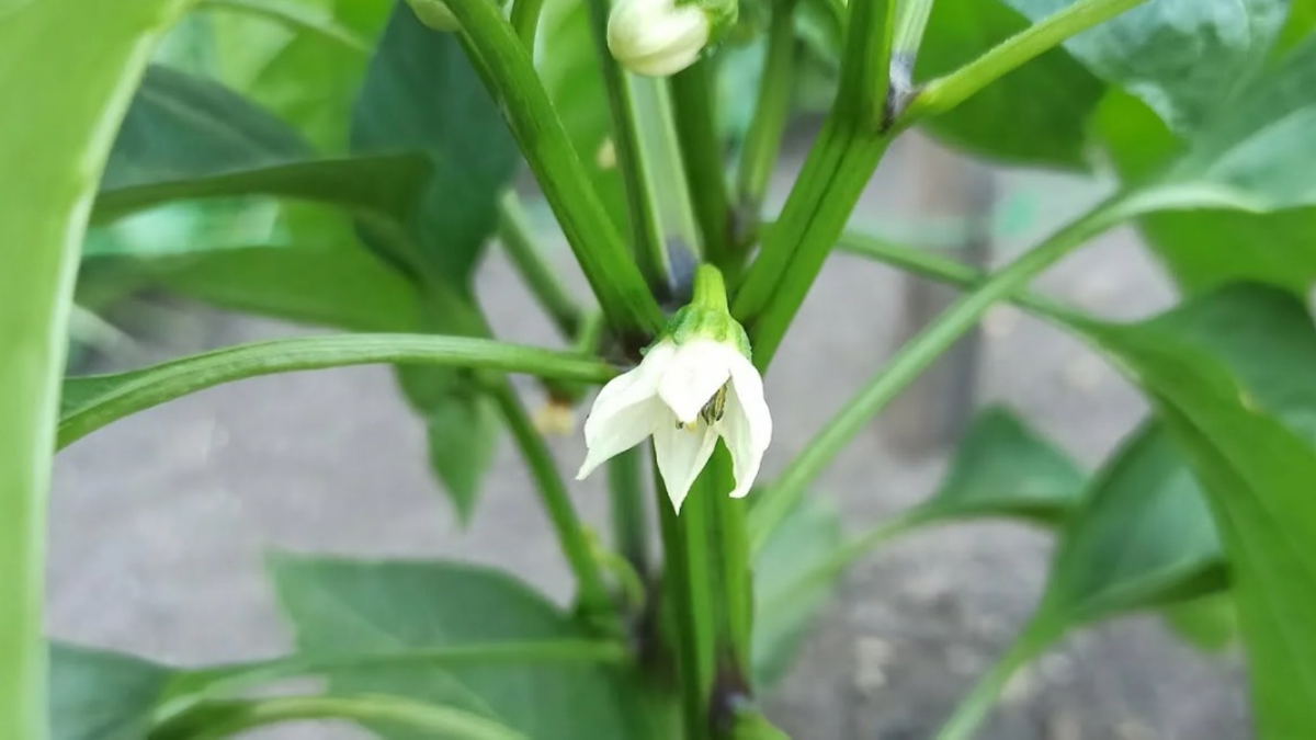 Коронный цветок работает как энергетический вампир