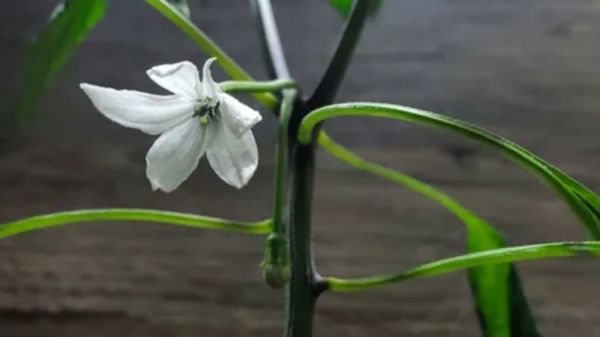 Так выглядит рассада, остановившая рост из-за раннего цветения