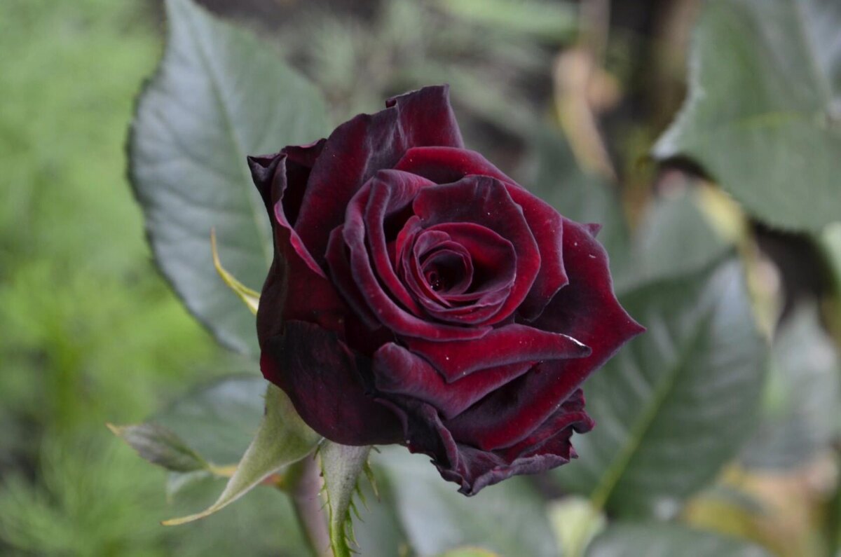 Роза Блэк Баккара 