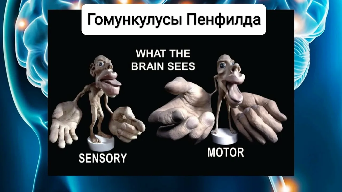 Как мозг видит наше тело