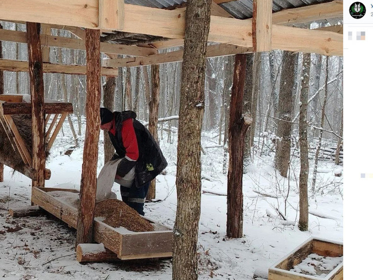     В Белгородской области пополнили кормами «лесные столовые» в заказнике «Мандровский», фото: скриншот со страницы vk.com/ecoohotnadzor31