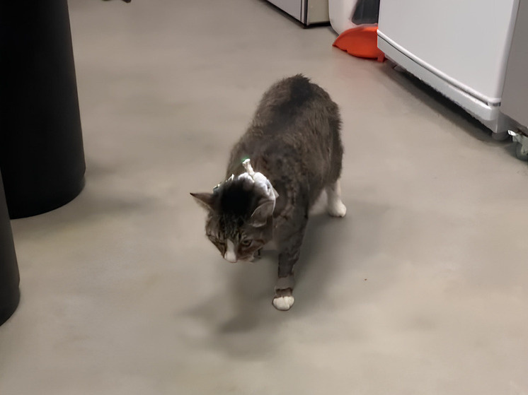     фото: скриншот/тг-канал "Кусочек счастья для бездомной кошки"