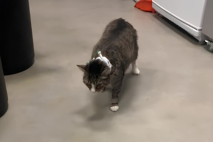 В ветклинике скончался изувеченный кот Гриша из Тверской области