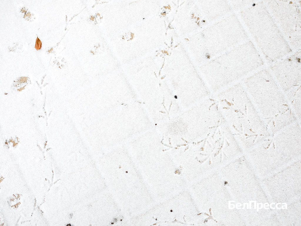    Фото: Елена Журавлёва (архив)