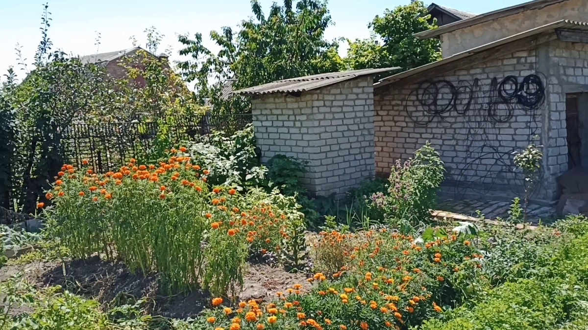 Рудбекия – канал про цветы. Один вид цветов, выросли просто огромные кусты, высотой больше метра.