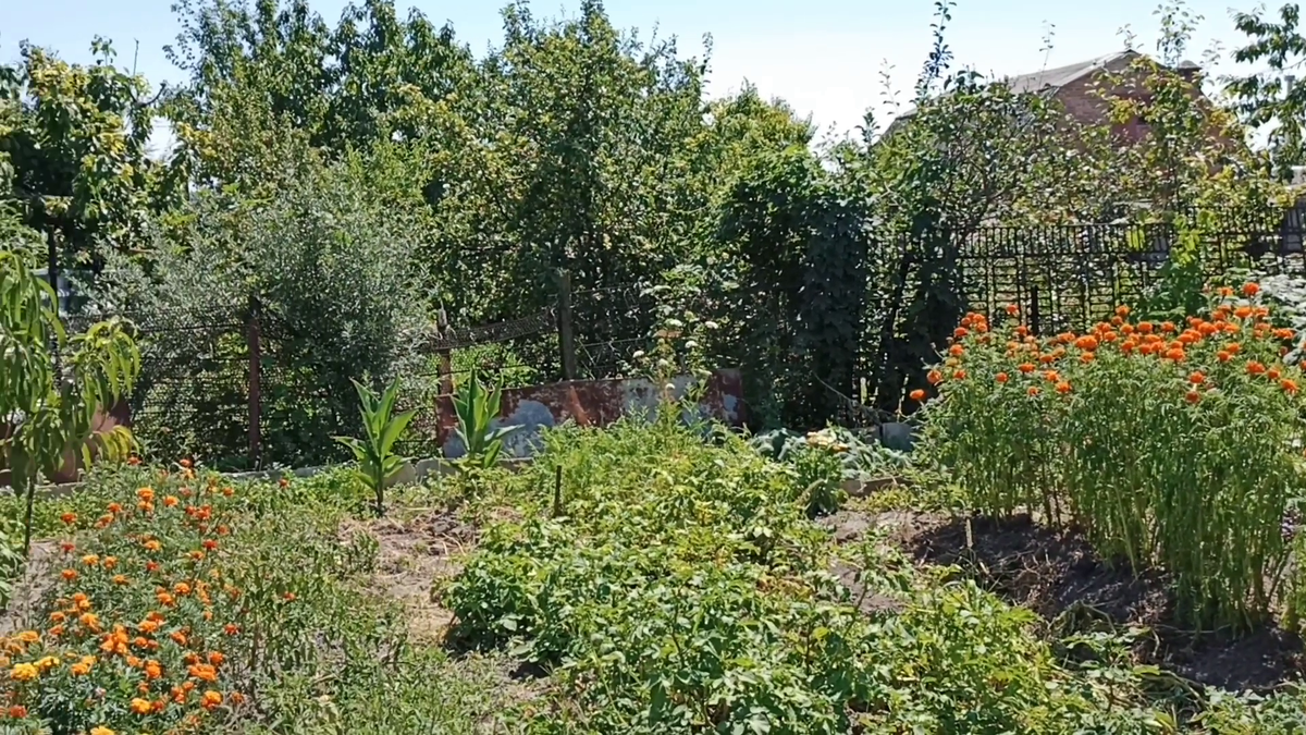 Рудбекия – канал про цветы. Все Бархатцы сеяла семенами осенью, под зиму.