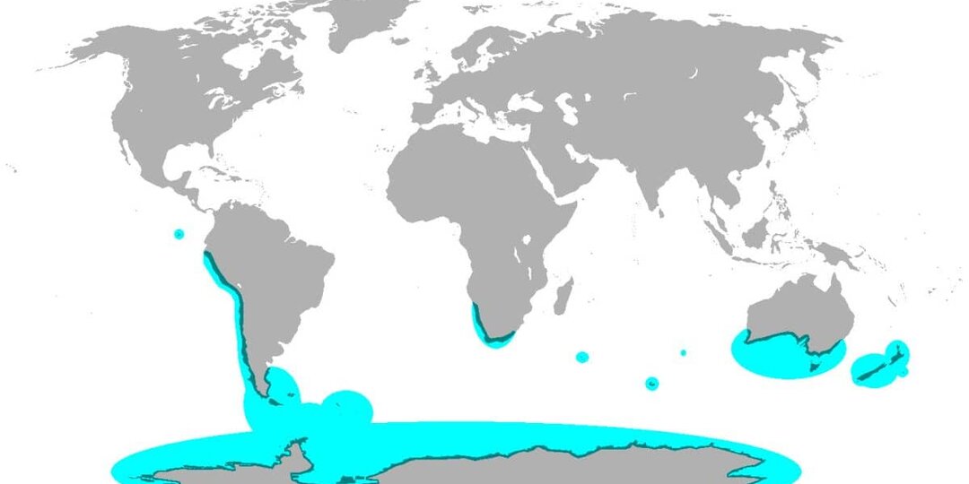 Инфографика: места обитания пингвинов в природе