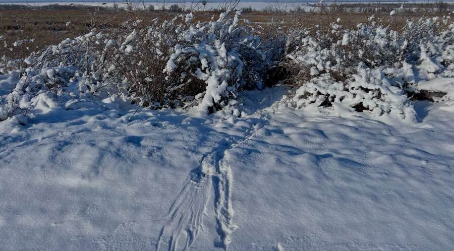 Следы фазанов на снегу. Фото автора канала