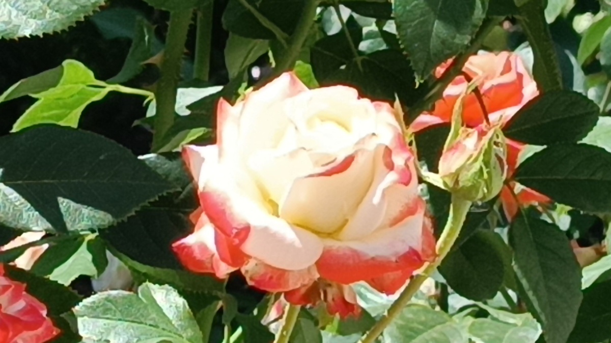 «Императрица Фарах» (Empress Farah) .