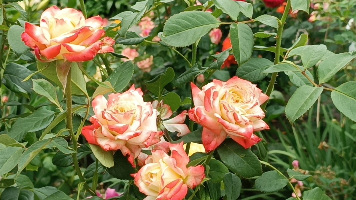 «Императрица Фарах» (Empress Farah) .