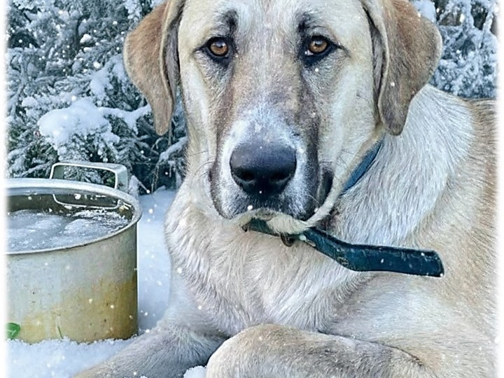 ✨ В ожидании новогоднего чуда: Красотка-"алабаечка" мечтает о доме! 🎄🏡💖