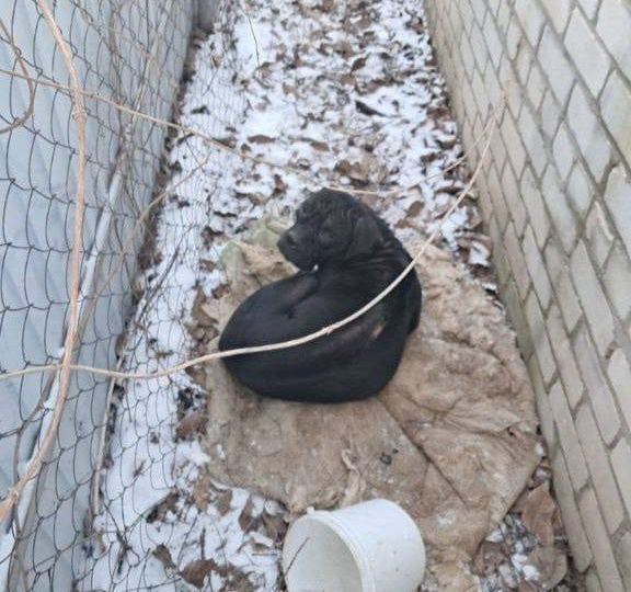 ИСТОЩЕННАЯ КАНЕ КОРСО ВЫЖИВАЕТ В МОРОЗ НА ДАЧАХ