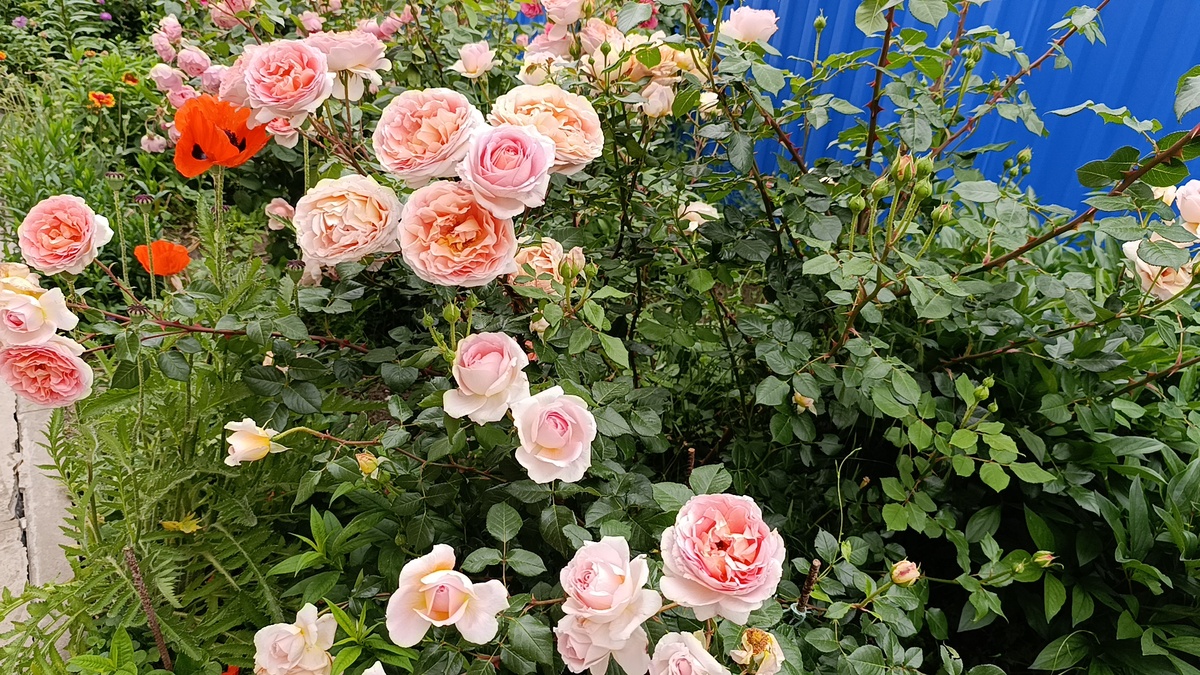 Абрахам Дерби Июнь 2025  Фото автора канала Птичка Степная