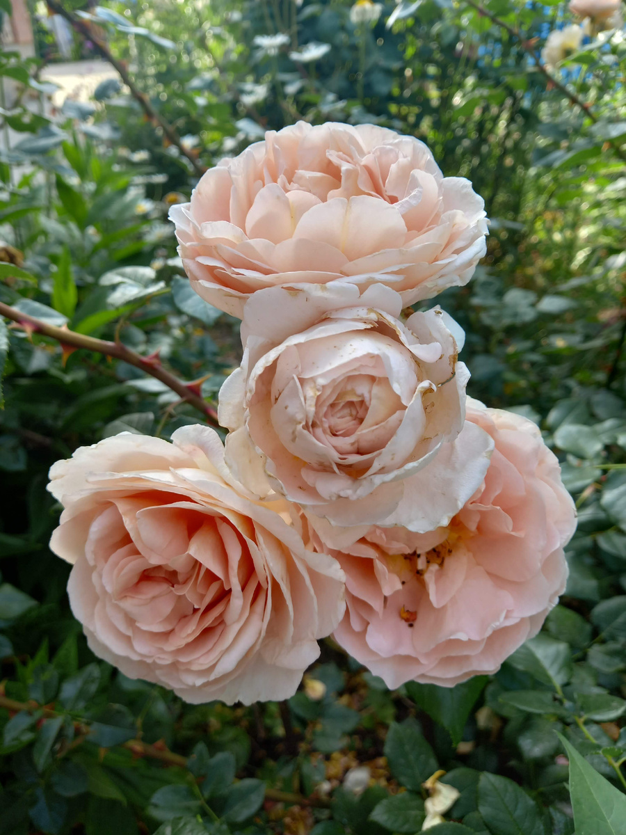 Абрахам Дерби Фото автора канала Птичка Степная