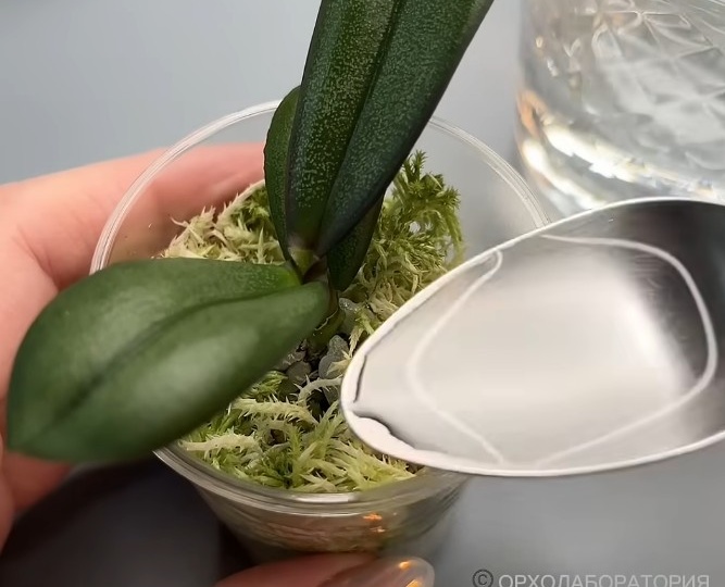 Как ПРАВИЛЬНО ПОЛИВАТЬ ОРХИДЕЮ подростка