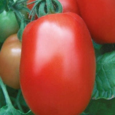 Томат Улучшенный: проверенный сорт с отличной урожайностью и стойкостью