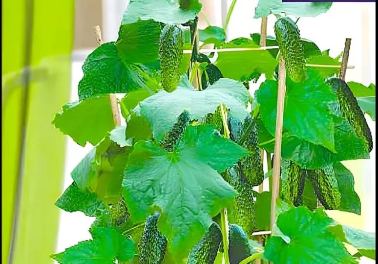 Как вырастить огурцы на балконе в 2026: простые шаги для новичков без химии