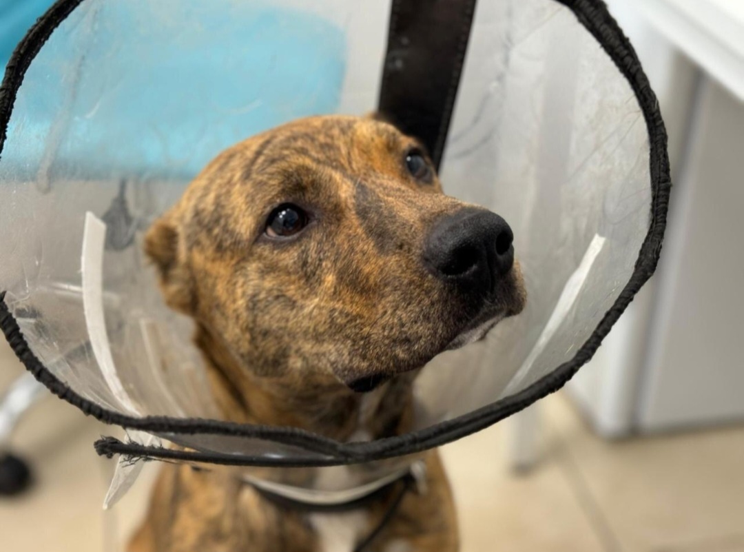 Тайсон в Подмосковном стационаре 