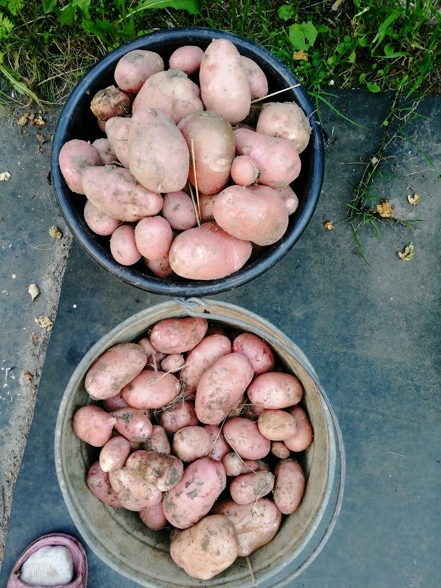 Картофель Жуковский