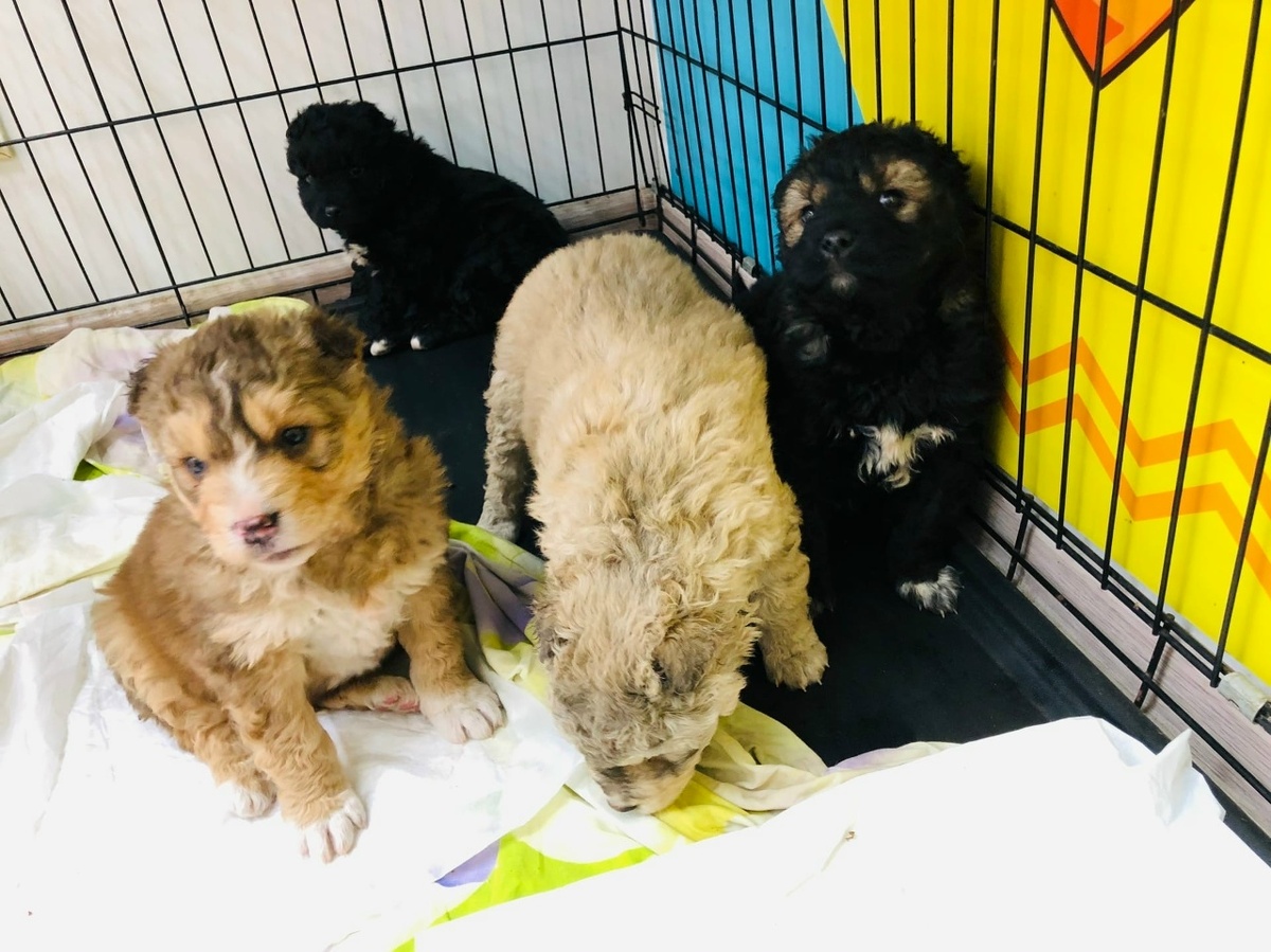 Тогда в приюте шла отчаянная борьба за жизни этих малышей...