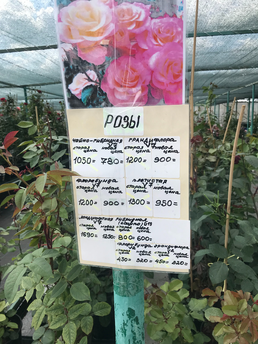 22 июня 2023 года - цены на розы
