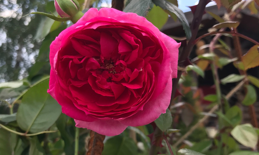 КАК ВЫРОСЛА РОЗА за 3 года ! Плетистая роза "Parade" для Подмосковья.