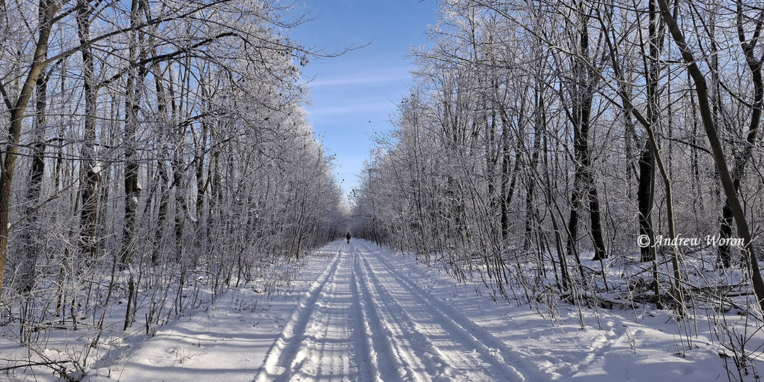 Январский заснеженный Лесхоз. Ростовская область