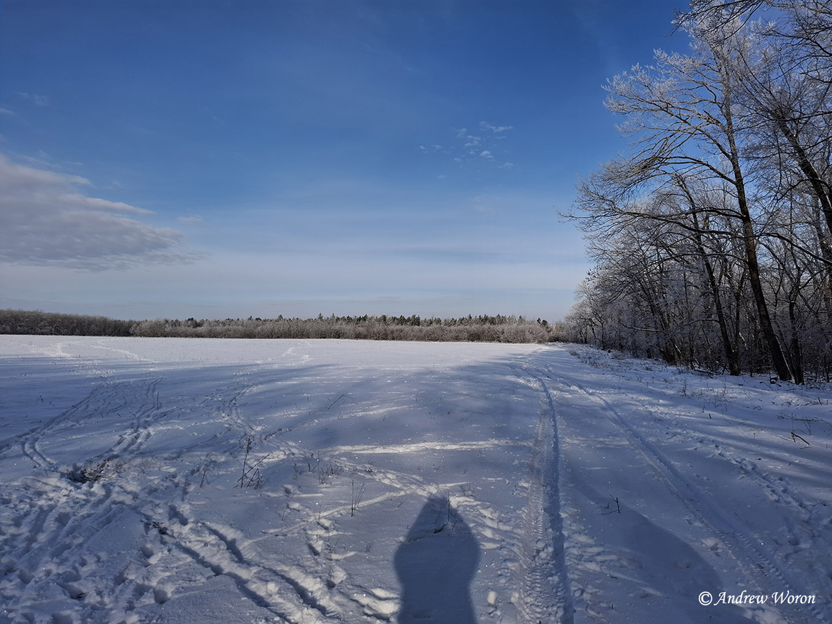 Поле внутри леса