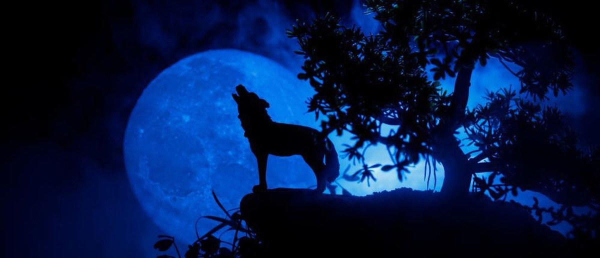    Североамериканские индейцы называют полнодлуние (особенно январское) «волчьей луной» из-за характерного ночнеого воя хищников.