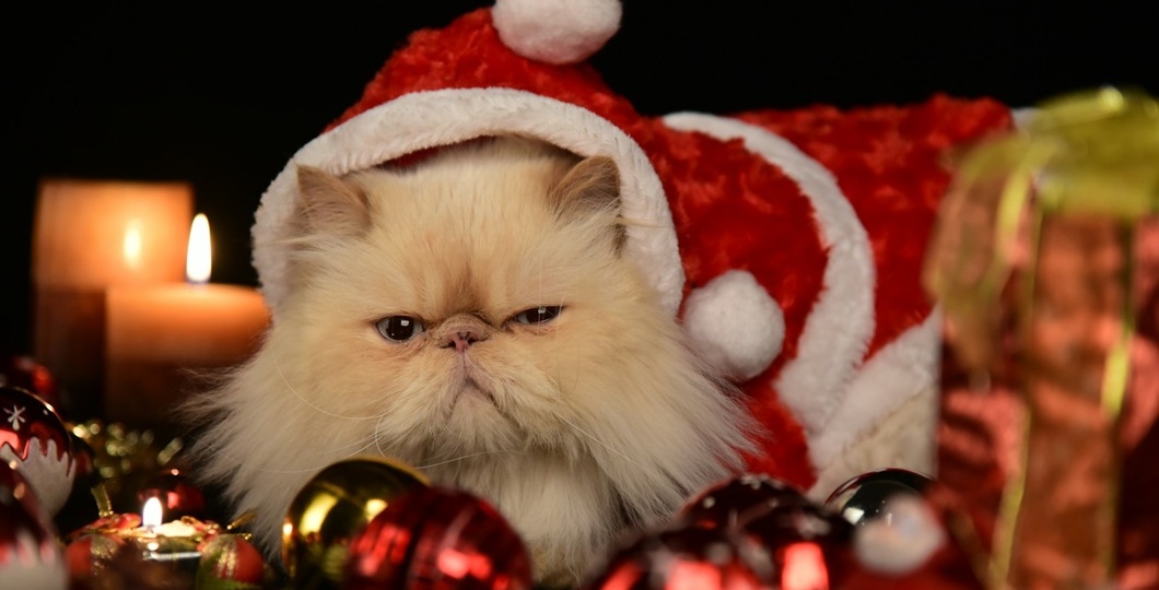 Каникулы на диване: как развлечься дома в новогодние праздники