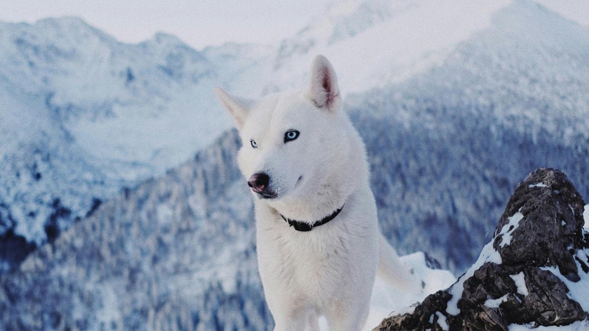   Некоторые собаки больше других радуются снегу, и это не обязательно северные породы