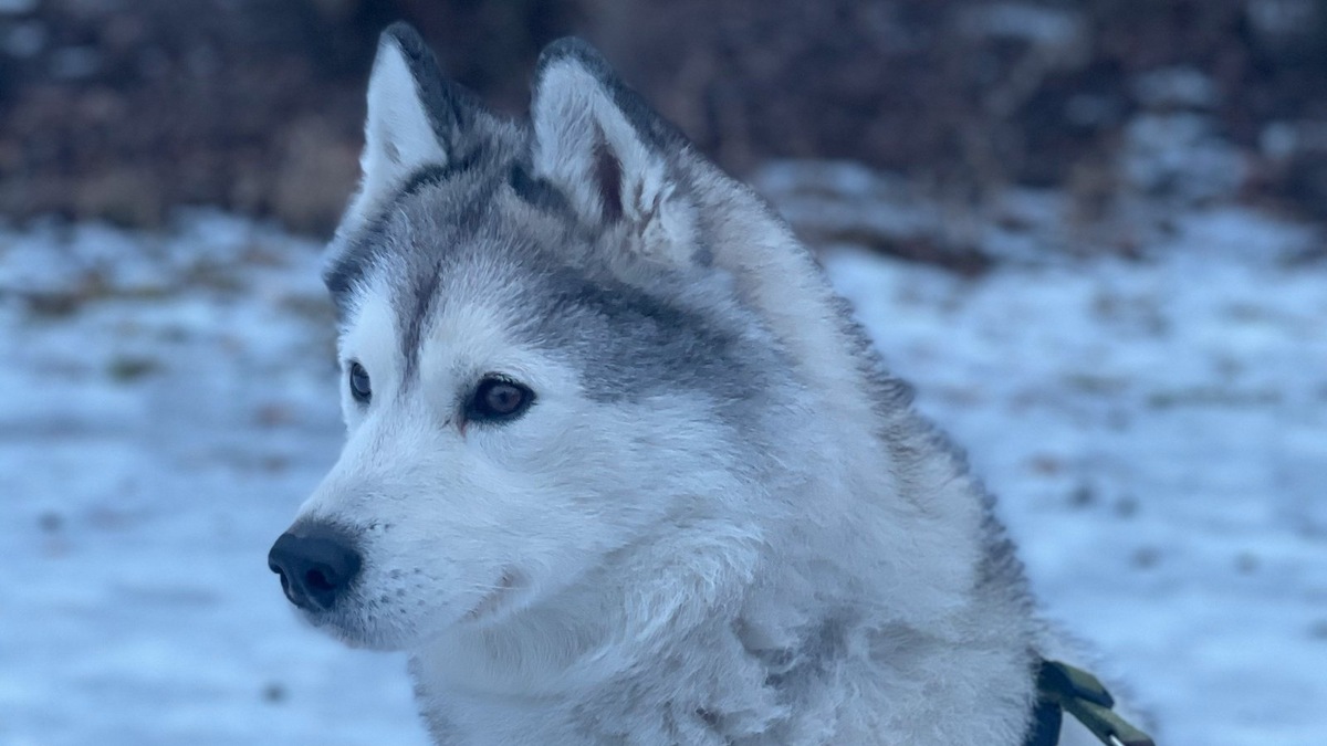    Ездовые северные породы и снег просто неразлучимы